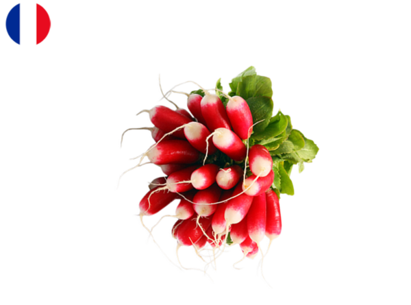 Radish, Pink Bunch from France (Organic)