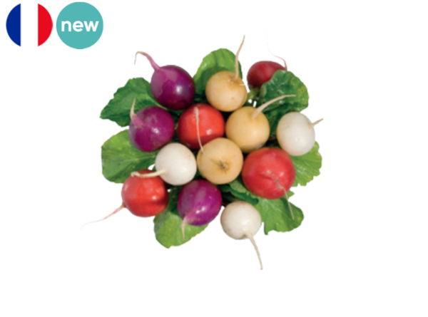 Radish, Rainbow from France (Organic)