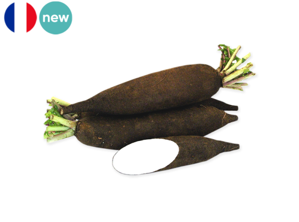 Radish, Black Long from France (Organic)