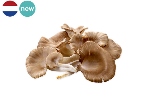 Mushroom, Oyster from the Netherlands (Organic)