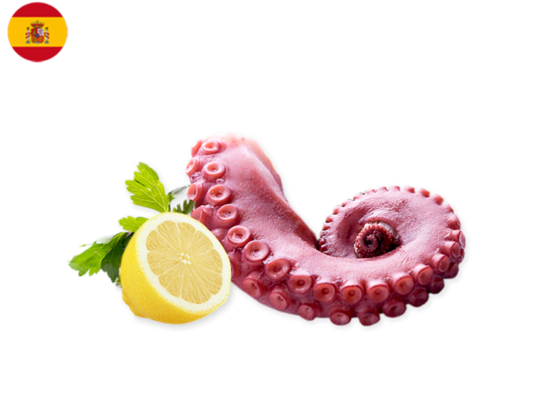 Octopus leg (Cooked)