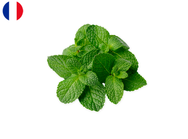 Mint, Fresh from France (Organic)