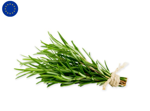 Rosemary from Europe