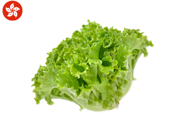 Oak Leaf Lettuce, Fresh from Hong Kong (Aquaponics)