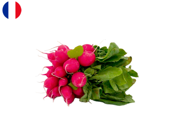Radish, from Loire Valley, France (Organic)