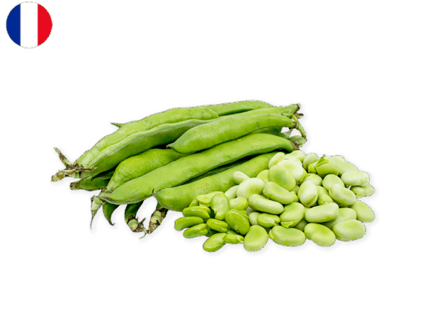 Bean, Broad from France (Organic)