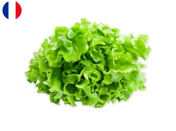 Lettuce, Green from France (Organic)