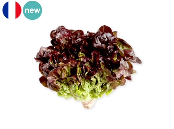 Lettuce, Oak Red Leaf from France (Organic)