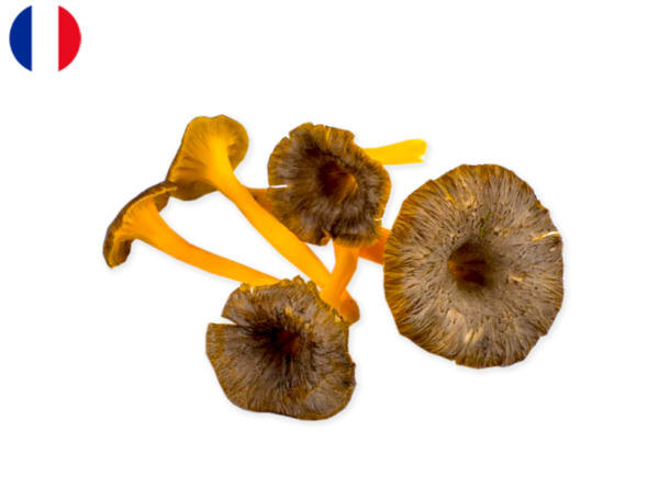 Mushroom, Golden Chanterelle from France (Fresh)