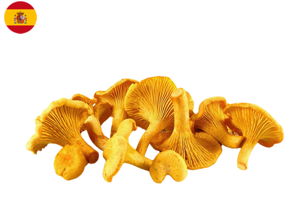 Mushroom, Girolle from Spain (Fresh)