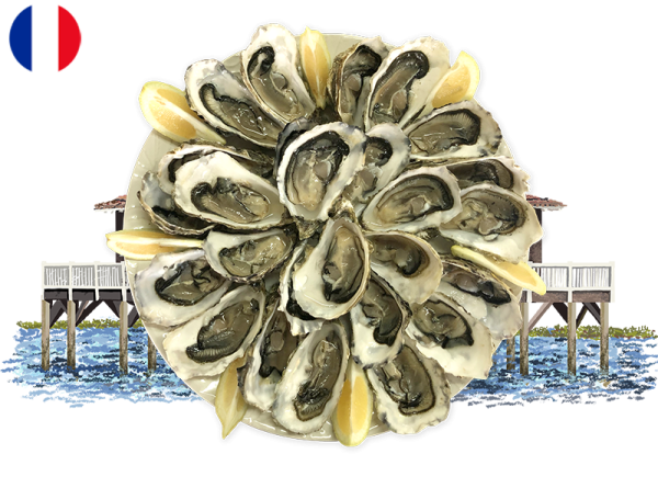 Oysters, Fines de Claire Marennes Olerons N°3 (x24)