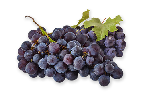 Grape, Black Muscat from France
