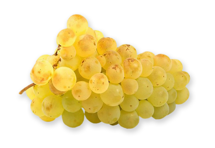 Grape, White Chasselas from France