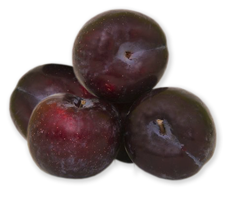 Plum, Lovita from France