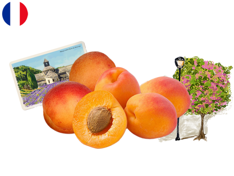 Apricot_Royal_Roussillon_from_France_Organic_FAPRI12