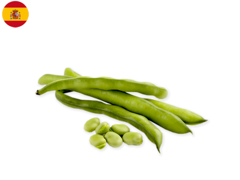 BROAD_BEANS_FBEAN03