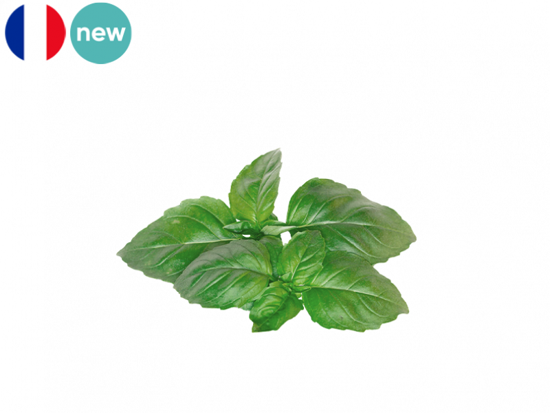 Basil_Fresh_from_France_FBASI02 (2)
