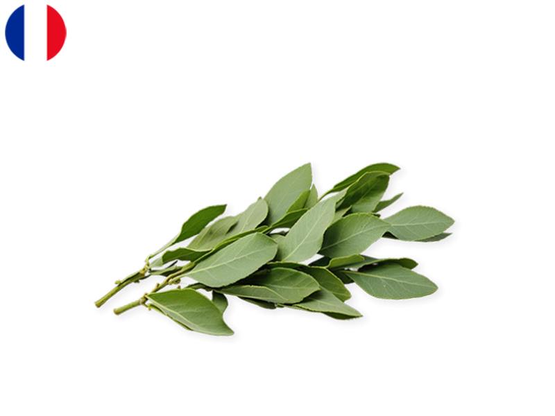 Bay_leaf_fresh_FBAYL01