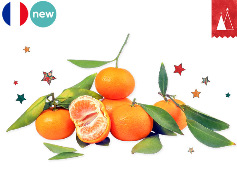 Clementine_Corsica_France_FCLEM14