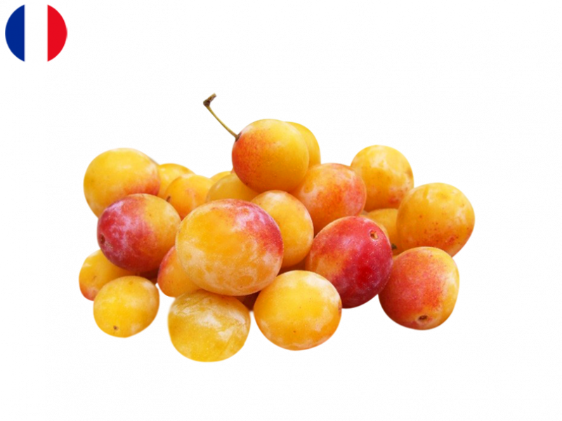 FPLUM02