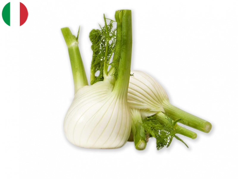 Fennel_Italy_FFENN01