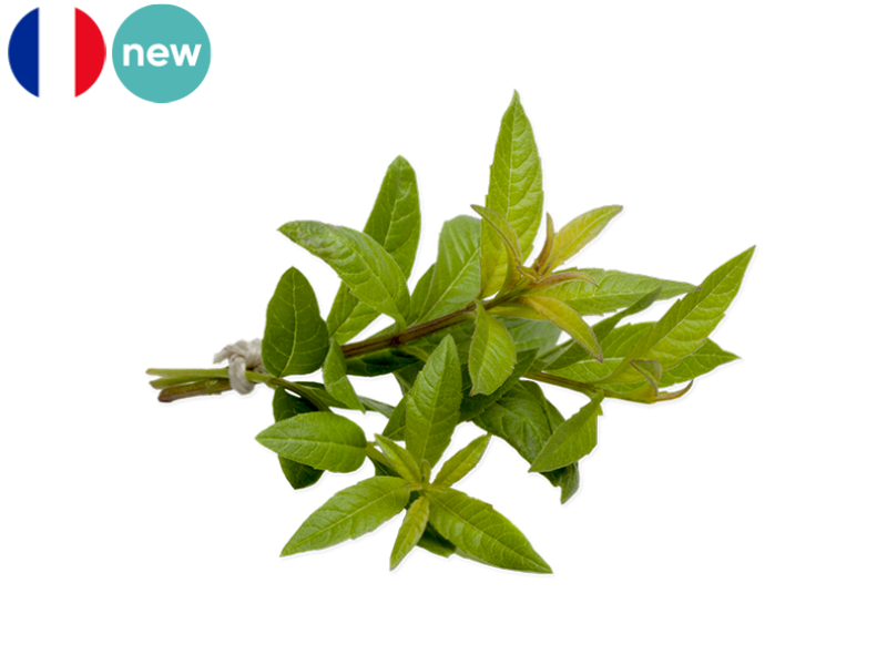 Fresh_Verbena_FVERB01