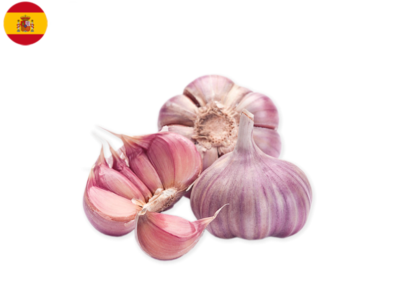 GARLIC_PURPLE_FGARL03