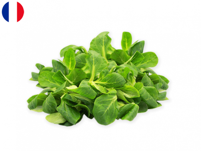 Lamb's_Lettuce_Frace_FLAMB01
