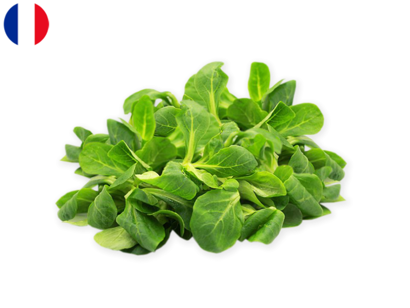 Lamb's_Lettuce_France_FLAMB04