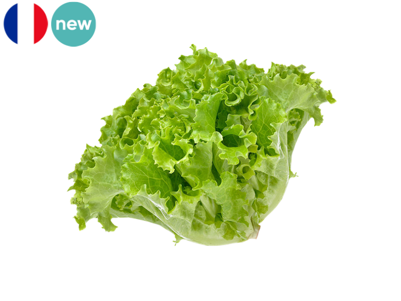 Lettuce_Oak_Leaf_FSALA10