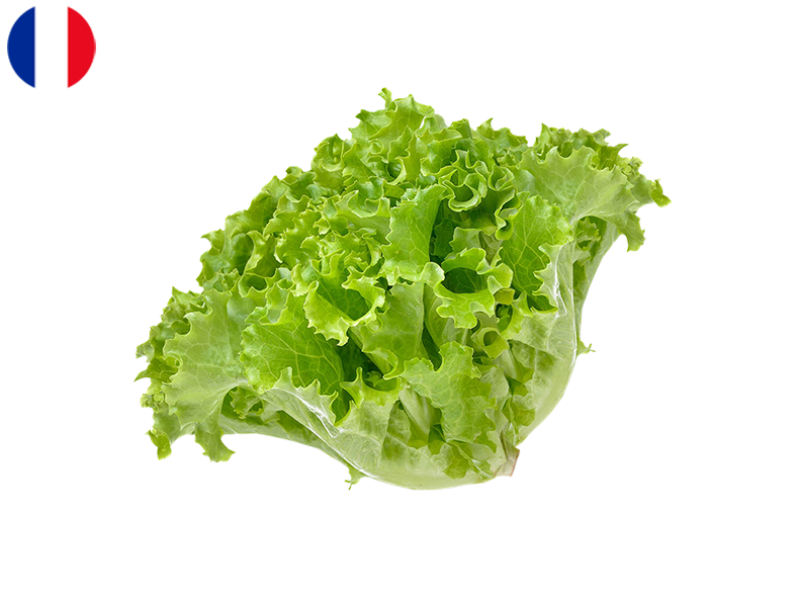 Lettuce_Oak_Leaf_FSALA10