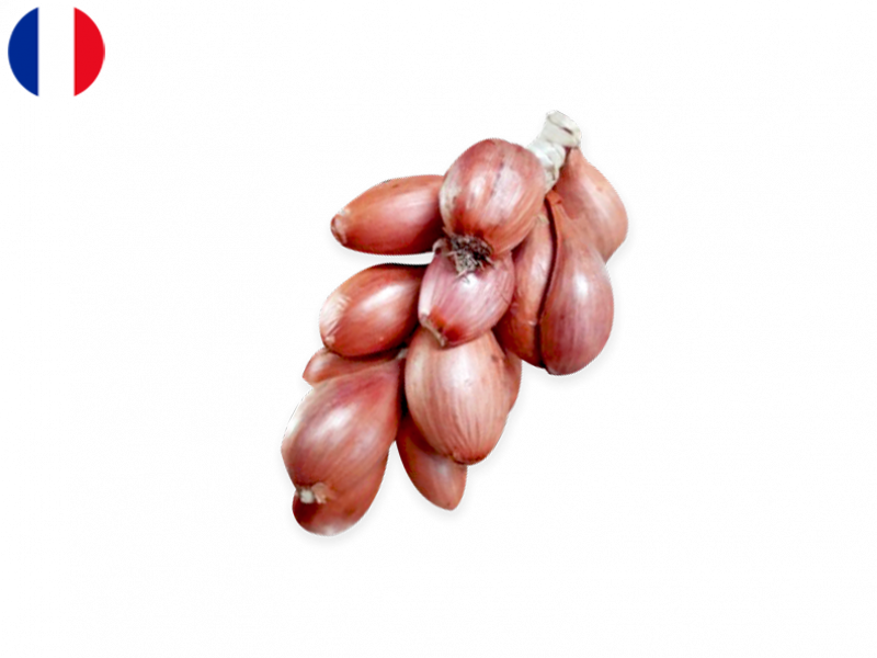 Long_Violet_Braided_Shallots_FSHAL01
