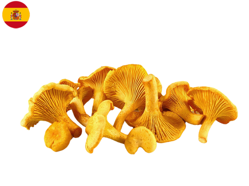 Mushroom_Girolle_Spain_Fresh_FMUSH22