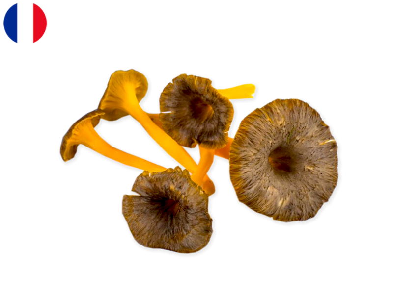 Mushroom_Golden_Chanterelle_France_(Fresh)_LV_FMUSH18