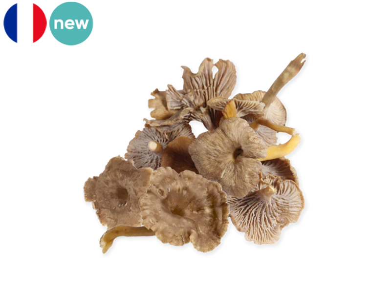 Mushroom_Grey_Chanterelle_Fresh_FMUSH23