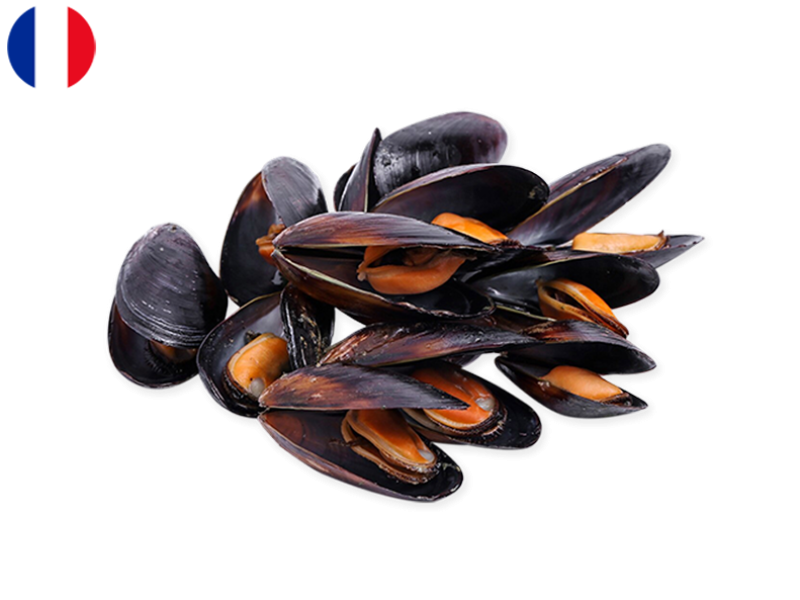 Mussels_Bouchot_from_Normandie_SMUSS05