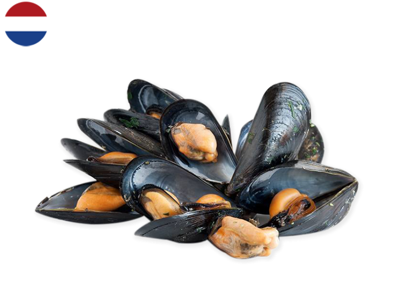 Mussels_SMUSS06