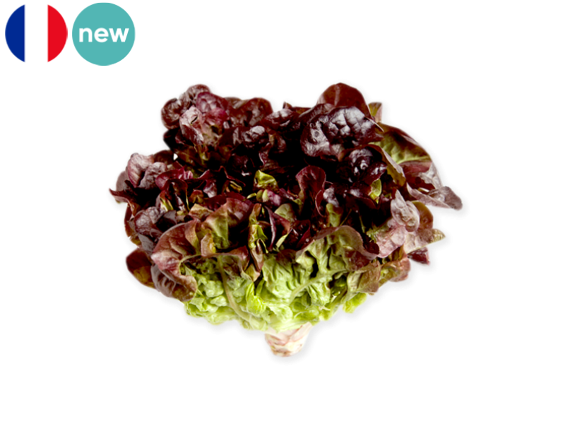 OAK_LEEF_RED_LETTUCE_FSALA13