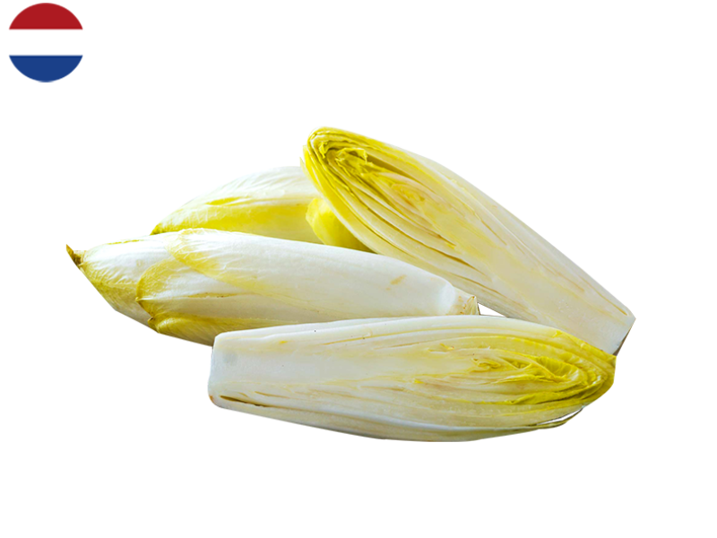 ORGANIC_ENDIVE_WITLOOF_FENDI03