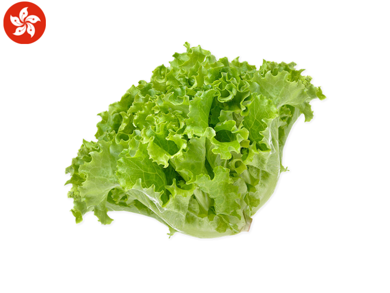 Oak_Leaf_Lettuce_FSALA06