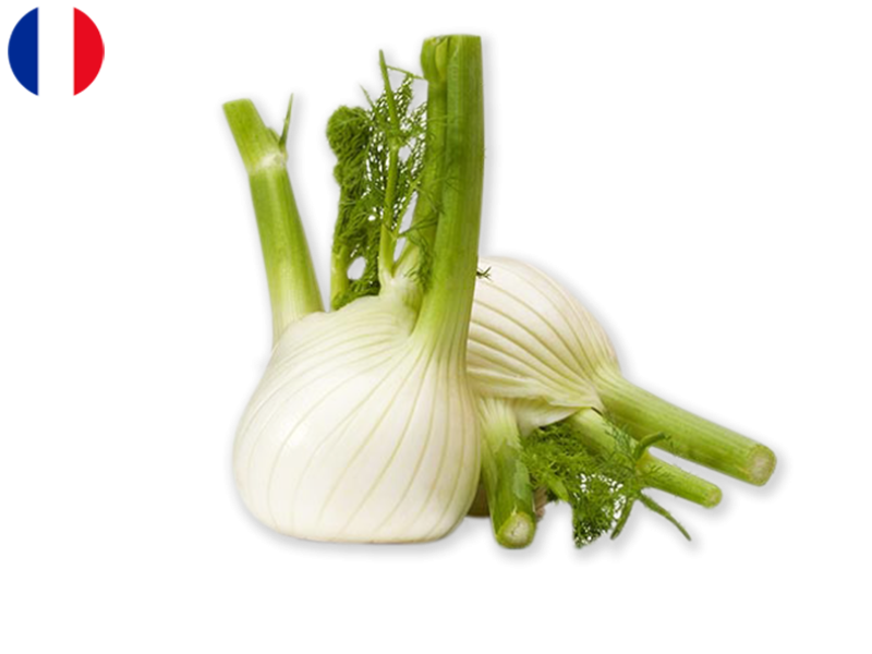 Organic_Fennel_FFENN04