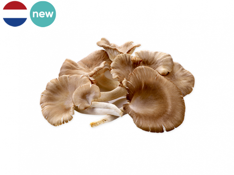 Oyster_Mushroom_New_FMUSH06