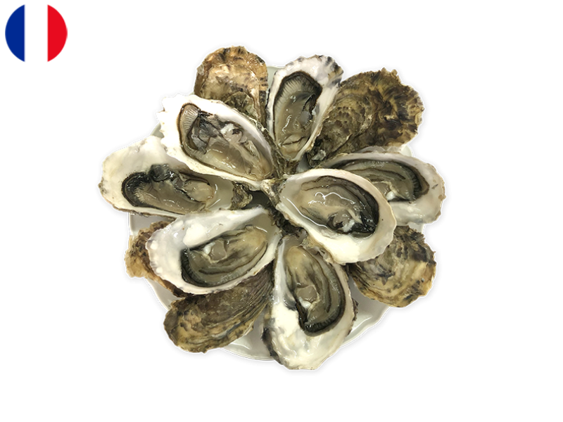 Oysters_Fine_de_Claire_Marennes_Olerons_N°2 (x12)_SOYST10