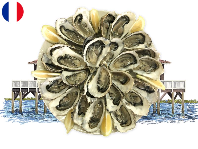 Oysters_Fines_de_Claire_Marennes_Olerons_N°3_x24_SOYST01