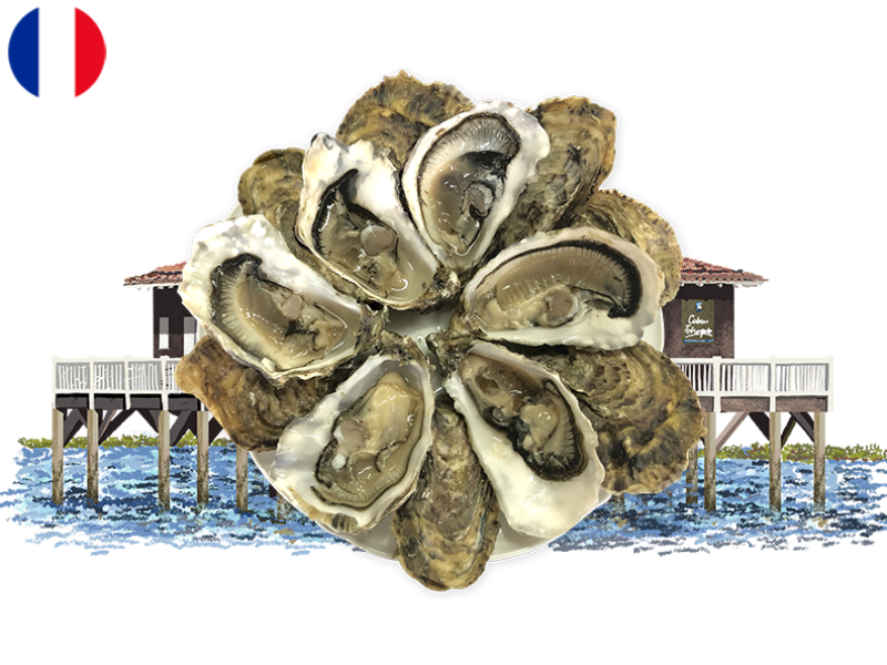 Oysters_Spéciales_Jérôme_Miet_N°2_x12_SOYST04 (2)