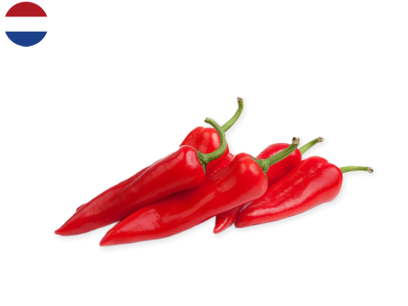 Pepper_Red_Long_from_Holland_FPEPP18