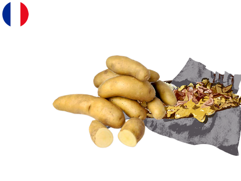 Potato_Ratte_France_FPOTA47