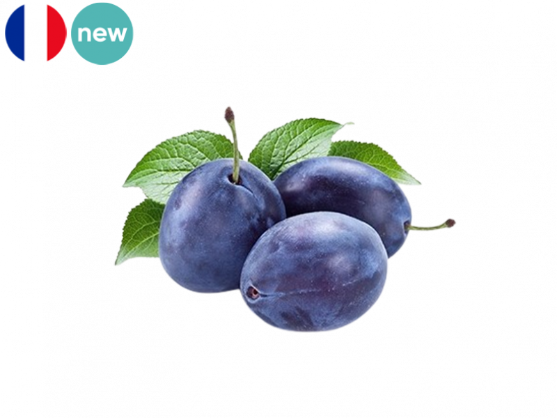 President_Plum_New_FPLUM17
