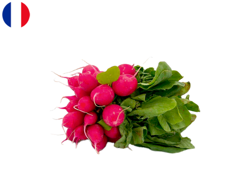 Radish_Red_Round_from_France_Organic_FRADI10