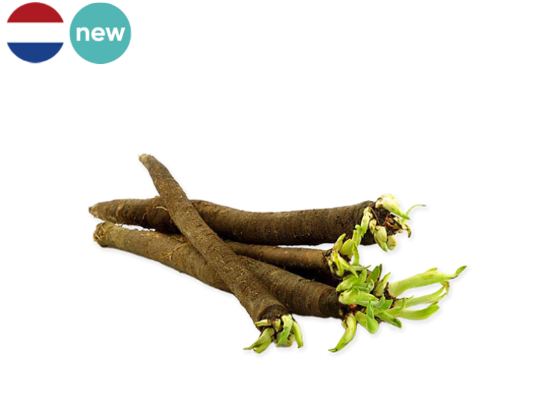 Salsify_Netherlands_FSALS01